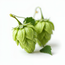 Hops Extract